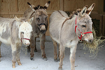 some donkeys in a paddock
