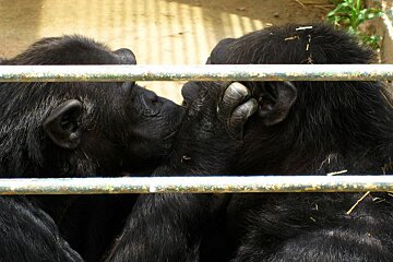 two chimps grooming eachother in Mallorca