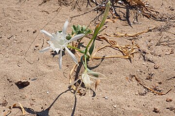 plants in the sand on a beach in mallorca