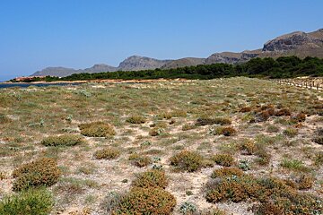 scrubland close to the beach with mountains behind