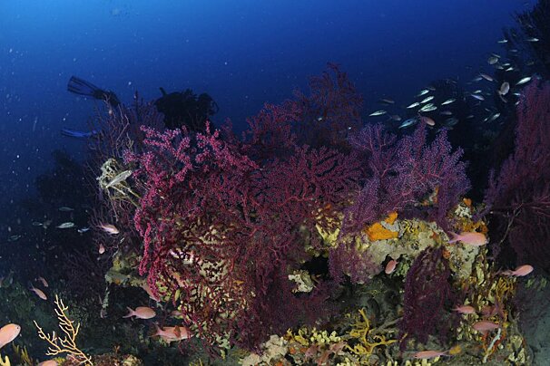 Aventure Sous Marine, Saint Raphael