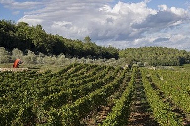 Commanderie de Peyrassol, Le Cannet