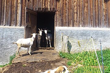 An alpine goat farm in Les Houches, Chamonix Valley