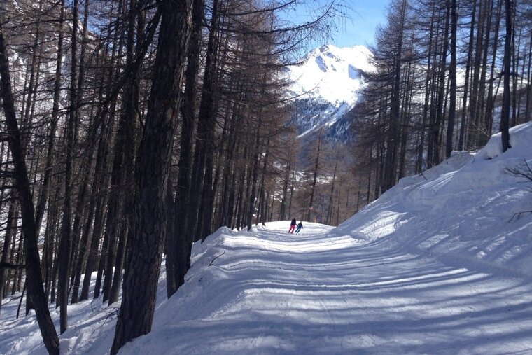 a piste track going through some trees