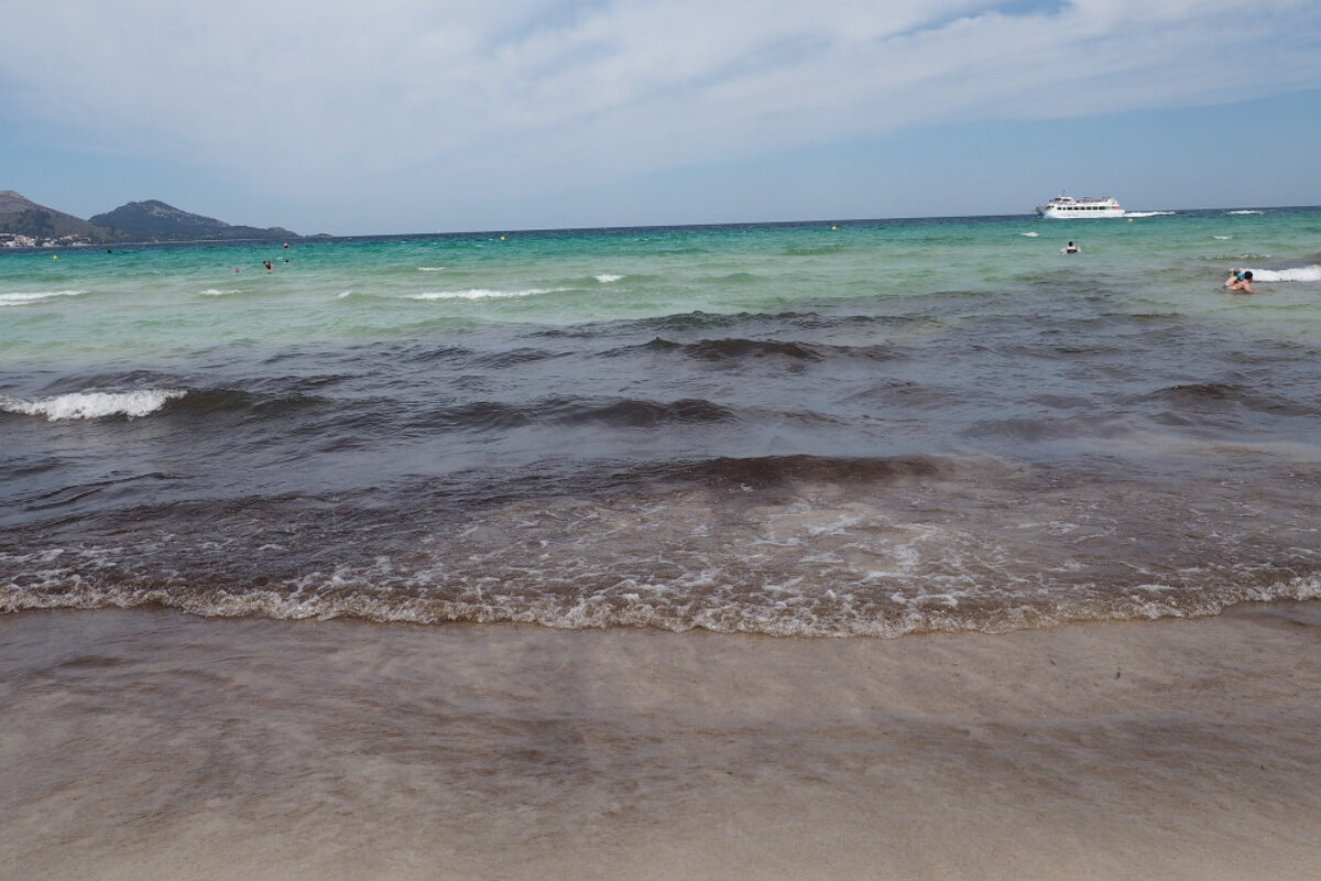 seaweed in the sea in mallorca