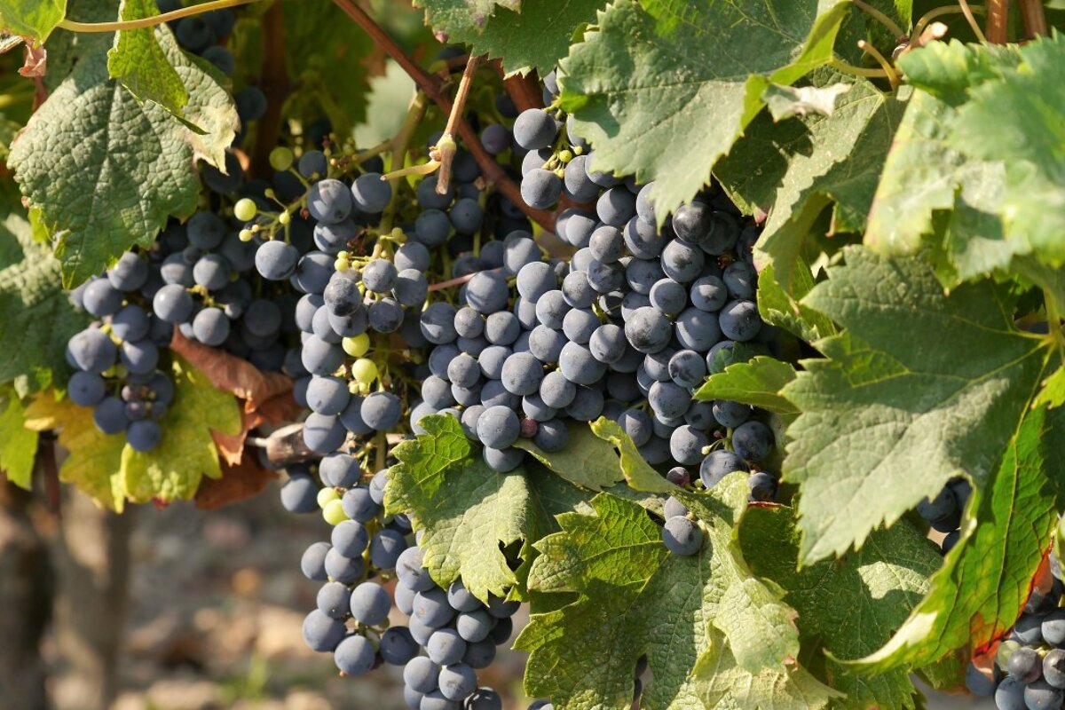 red grapes on a vine
