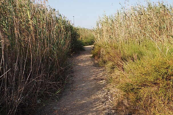 a path through giant reeds in ibiza