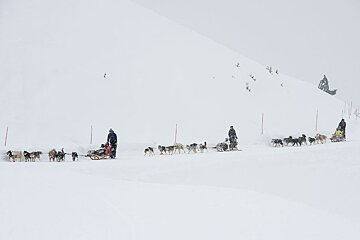 A group of dogs pulling a sled down a snowy hill