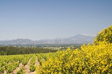Domaine Juliette Avril Vineyard, Chateauneuf du Pape