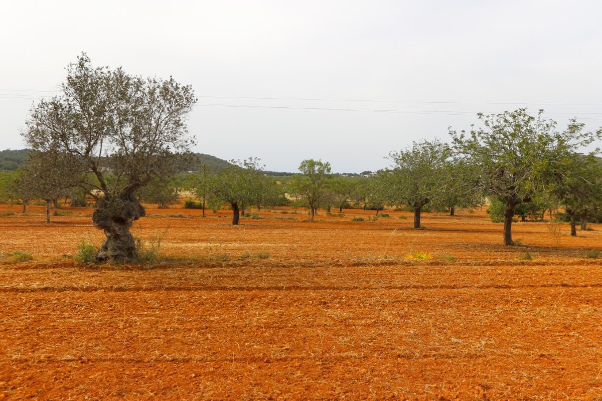 old olive tree in Ibiza