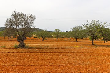 old olive tree in Ibiza