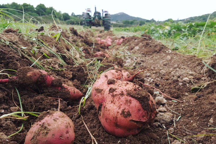 Healthy & eco-friendly holidays in Mallorca