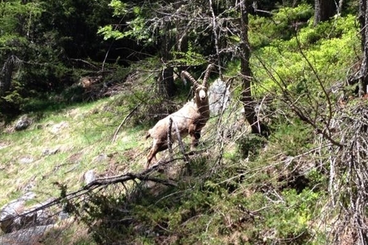 Le Buet to Refuge de la Pierre a Berard