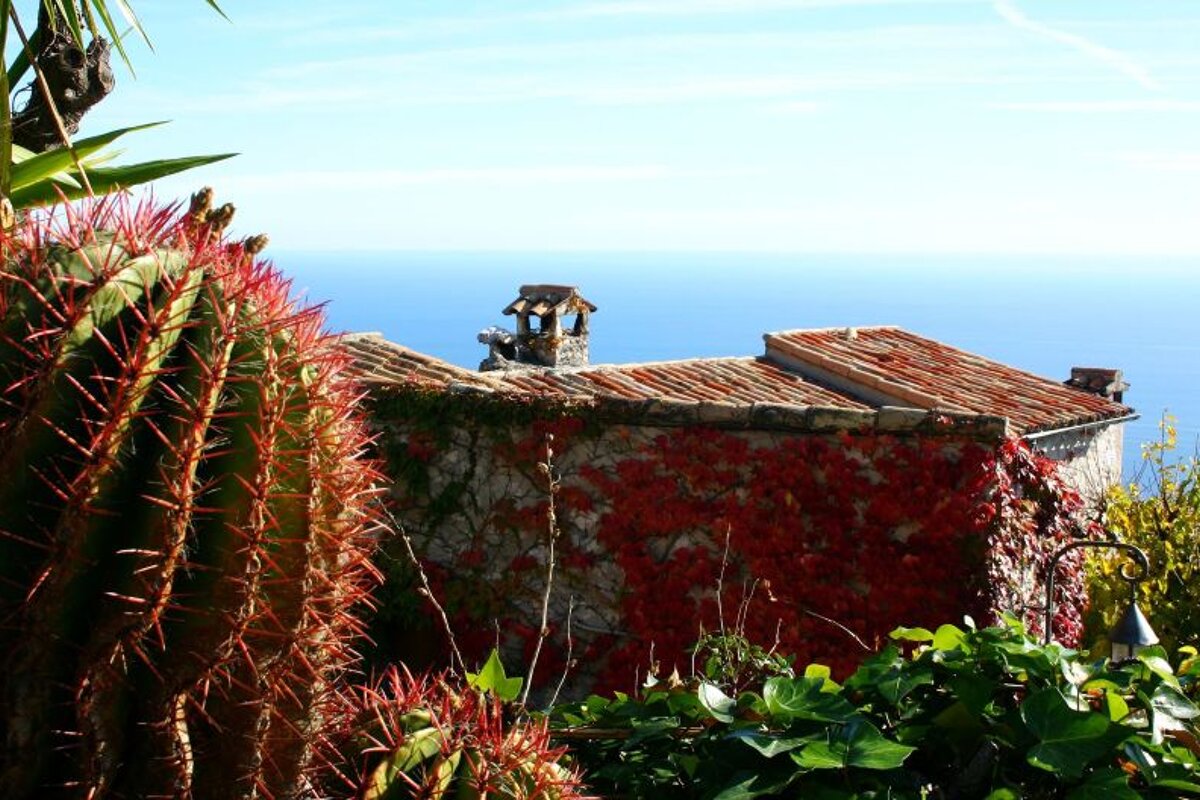 a prickly looking cactus in a garden in nice
