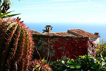 a prickly looking cactus in a garden in nice