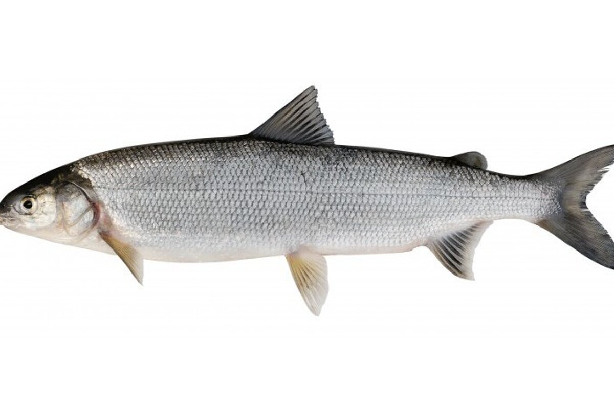 Fera