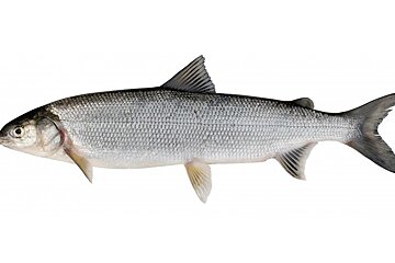 Fera