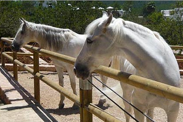 Horse Riding, Hotel rural & Spa Can Curreu