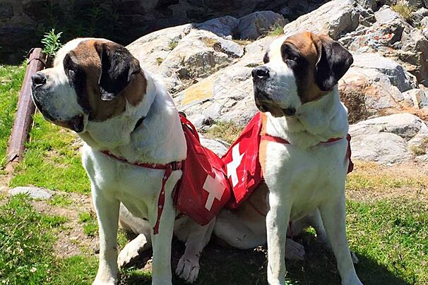 Saint Bernard Dogs Museum, Martigny