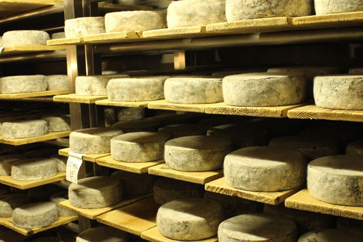 rows of cheese stacked in a warehouse