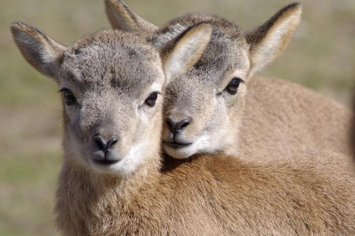 Deer