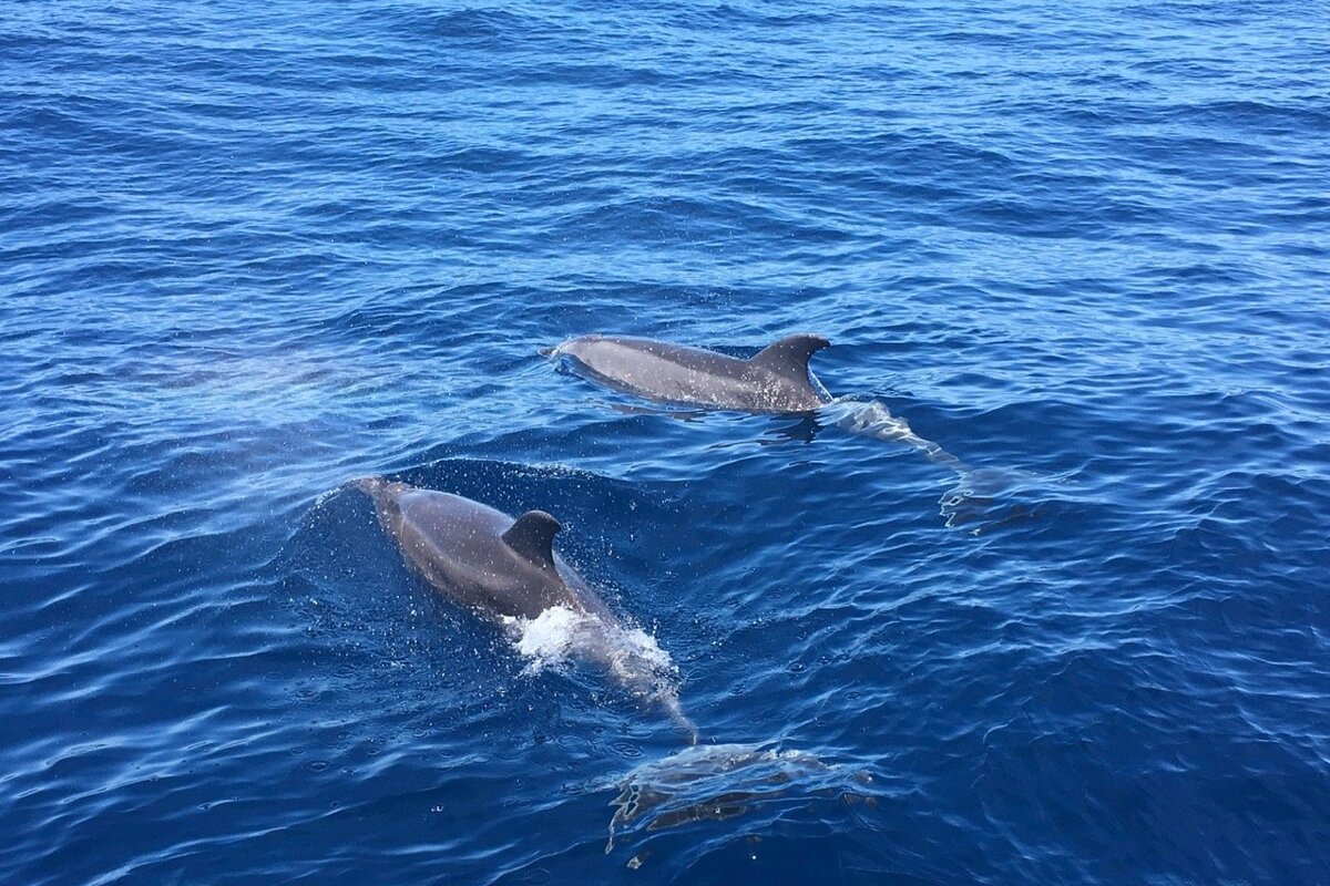 Two dolphins are swimming in the ocean together