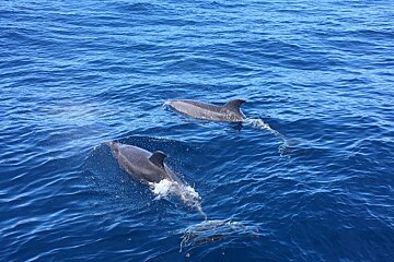 Two dolphins are swimming in the ocean together
