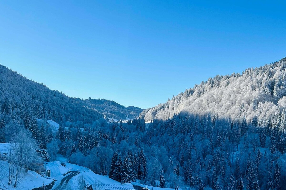 A snowy forest with a road going through it