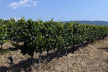 Domaine de Fontavin, Courthezon