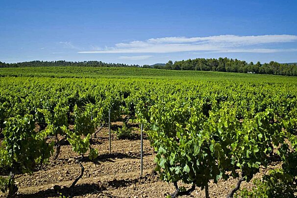 Domaine Saint Julien Vineyard, Brignoles