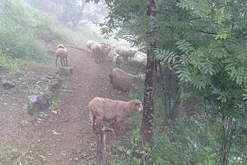 shhep on a walking trail in 2 alpes