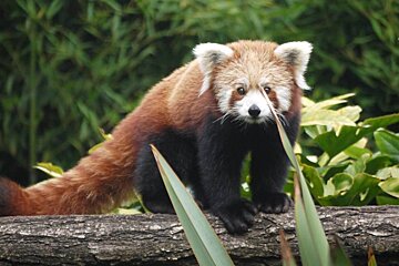 a red panda looking at the camera
