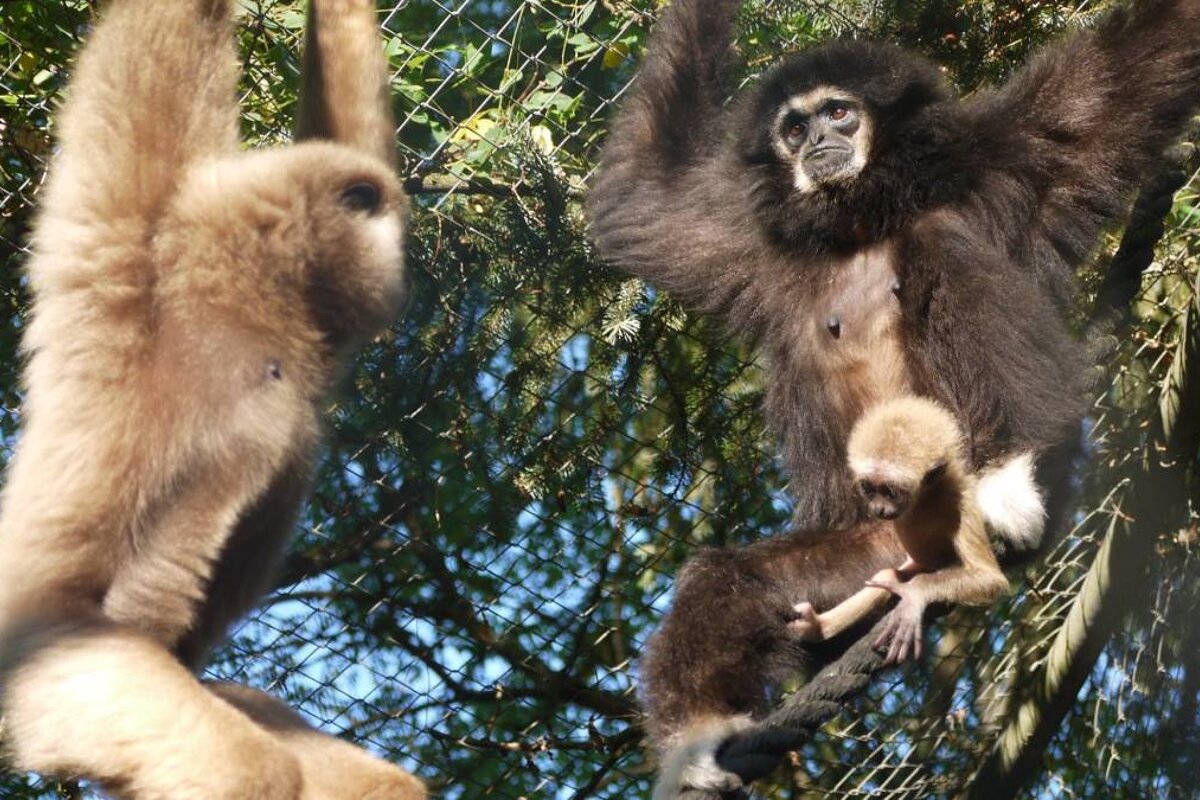 a family of gibbons in a tree