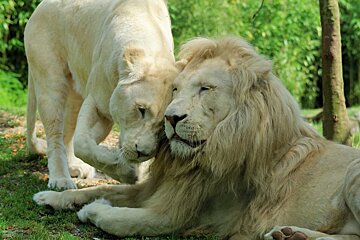 two white lions in bordeaux zoo