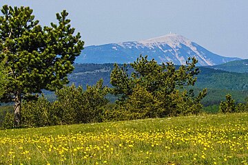 A field of yellow flowers with a mountain in the background