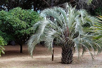 Myrtes Botanical Park