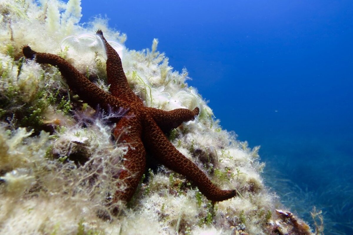 Soller Divers Diving Courses, Port de Soller