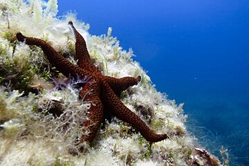 Soller Divers Diving Courses, Port de Soller