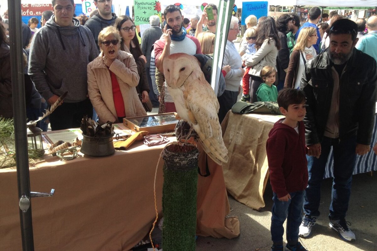 an owl on display before the crowds at a fair in Palma