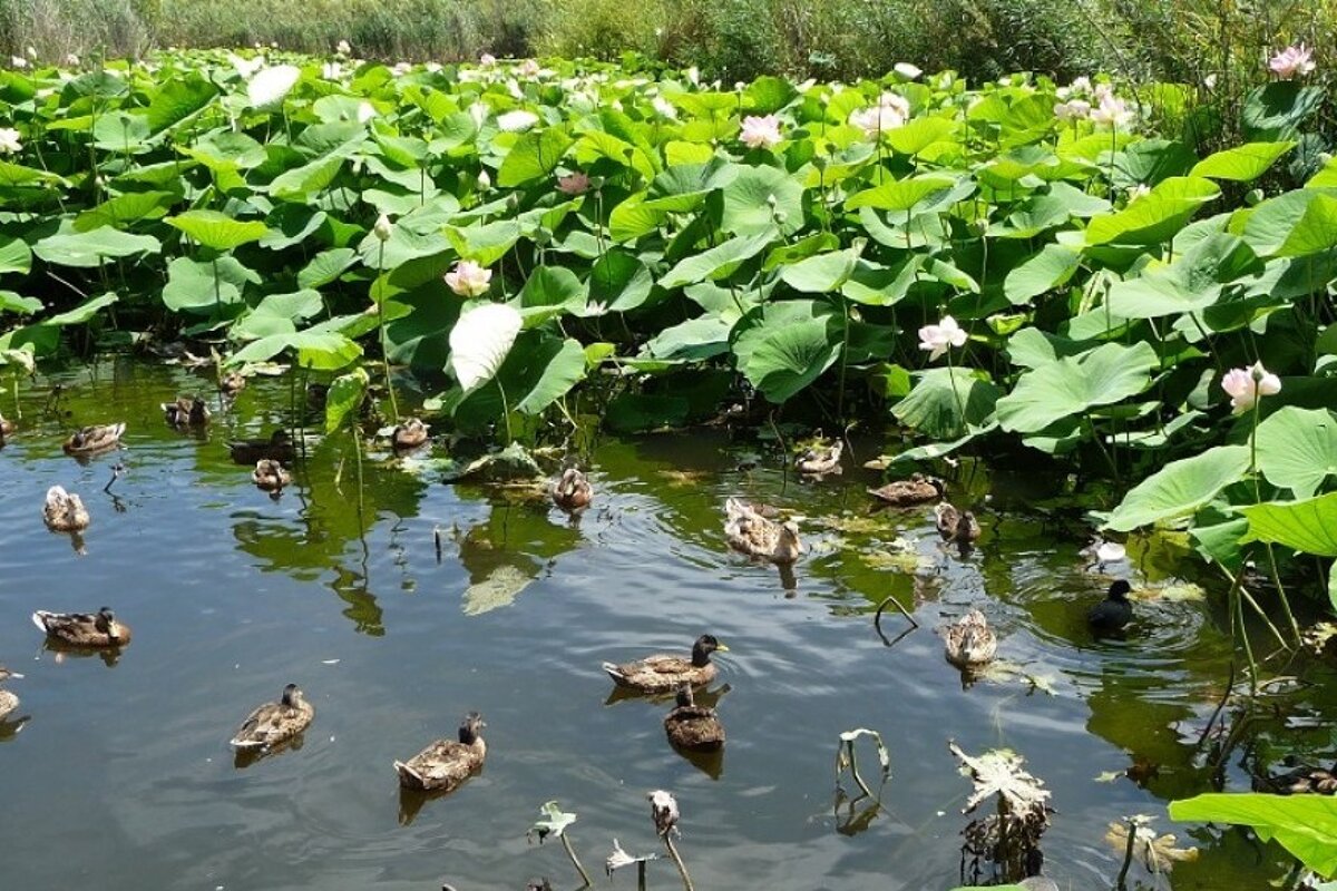 L'Etang de Fontmerle, Mougins
