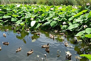 L'Etang de Fontmerle, Mougins