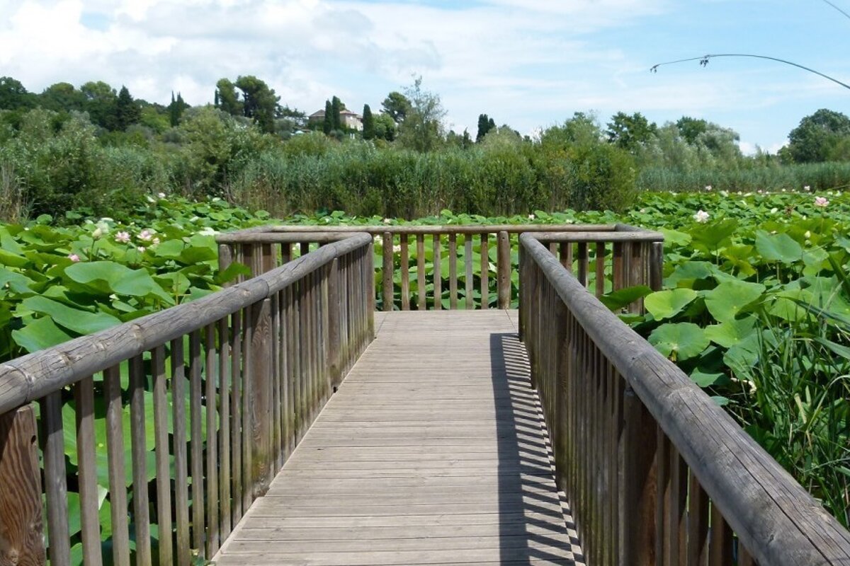 L'Etang de Fontmerle, Mougins