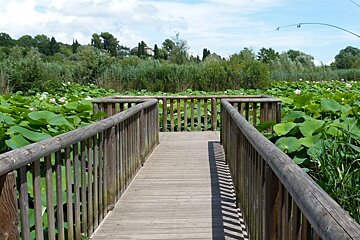 L'Etang de Fontmerle, Mougins