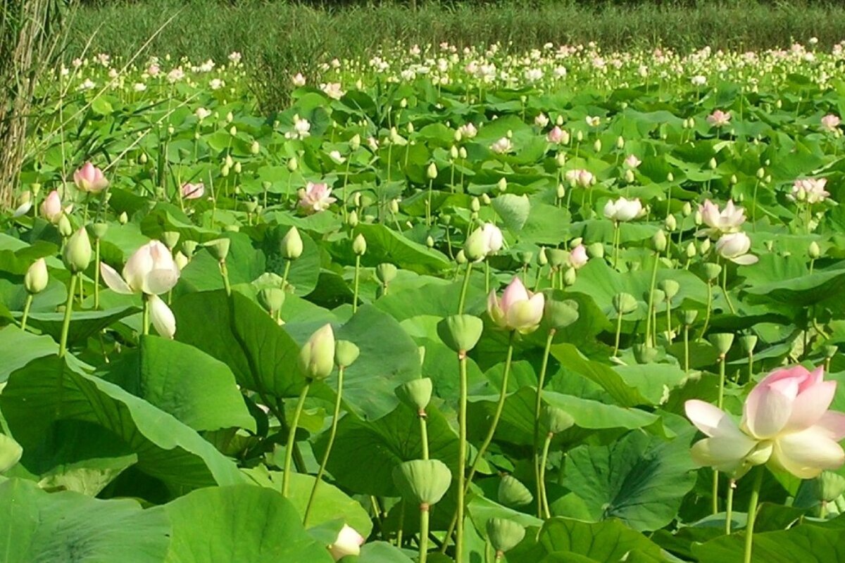 L'Etang de Fontmerle, Mougins