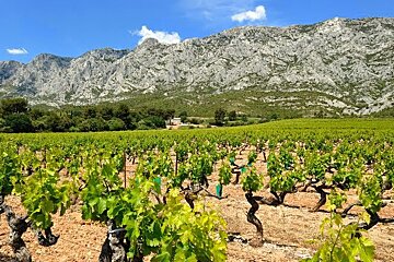 A field of vines with mountains in the background