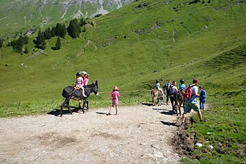 a couple of Mules with groups of walkers on a trail