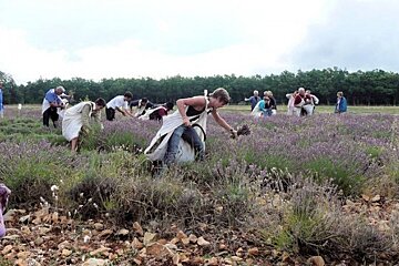 Lavender picking competition, Sault