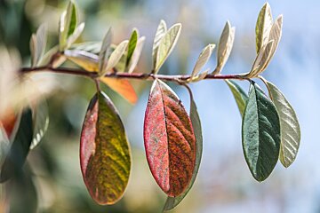 A branch with leaves transitioning from green to red and orange, set against a softly blurred, bright background.