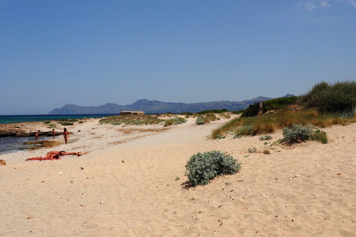 a sandy beach with dunes at the back in mallorca