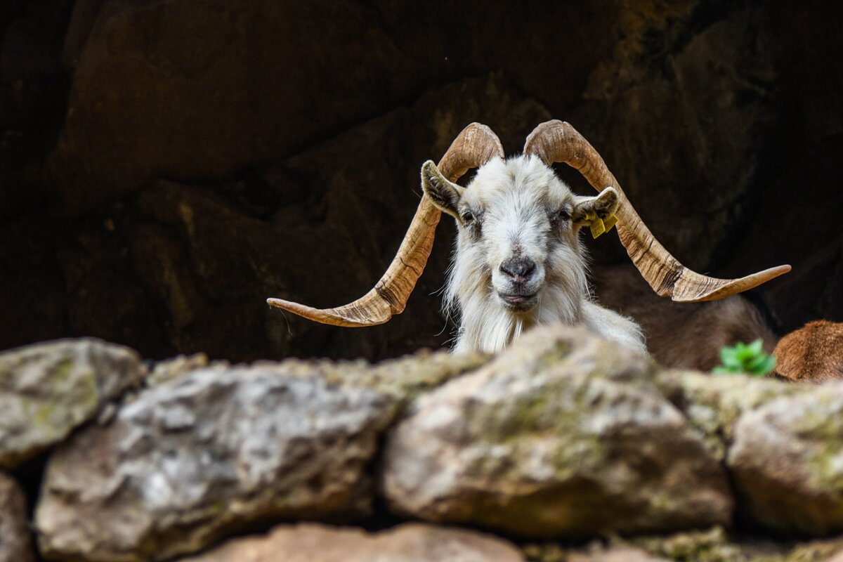 Calvia Fair featuring Sheep & Goats
